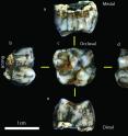 New homonin molar was found in Sterkfontein Caves.