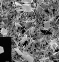 This scanning electron microscope image shows a collection of cesium lead bromide (CsPgbBr3) nanowires and nanoplates grown from a chemical-dipping process. To produce these structures, researchers dipped a thin lead-containing film into a methanol solution containing cesium, bromine and chlorine heated to about 122 degrees. The white scale bar at the lower right represents 10 microns. The image at the bottom left shows the well-formed rectangular end of a nanowire--the white scale bar associated with it represents 500 nanometers in length.