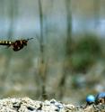 This photograph shows a ground-nesting wasp (<i>Cerceris arenaria</i>) approaching her nest.