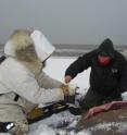 Warren Harding Lampe, left, and Raphaela Stimmelmayr of the North Slope Borough Department of Wildlife Management collect tissue sample from a walrus at Point Lay, Alaska. Walrus were among the Alaska marine mammals that showed exposure to harmful algal toxins.