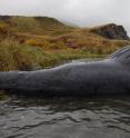 This is a stranded humpback whale carcass in Dutch Harbor, Alaska. Humpback whales were among the Alaska marine mammals that showed exposure to algal toxins, according to new research.
