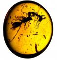 Two fighting ants were trapped in 99-million-year-old Burmese amber.