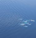 Belugas were observed among West Greenland sea ice.