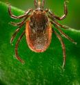 Deer, or black-legged, ticks can transmit Lyme disease to humans during feeding, when they insert their mouth parts into the skin. A new experimental test developed at NIST has been shown to detect the disease near the time of infection, earlier than the standard blood test now used.