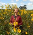 Graduate student Amy Alstad, who in 2012 conducted the third survey of John Curtis' original prairie remnants, stands in a bunch of Sawtooth Sunflowers that she describes as glorious.