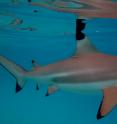 Reef sharks, like this black-tip shark, typically eat small fishes, mollusks and crustaceans. Black-tip sharks, in turn, are eaten by larger sharks such as tiger and hammerhead sharks.