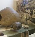 The fossil of this glyptodont is on display in the Museum's Hall of Primitive Mammals.