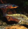 Two species of endangered stickleback fish went extinct in Enos Lake on Vancouver Island, Canada.