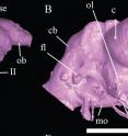 Side views of brain endocasts from the dodo (A), the <i>Rodrigues solitaire</i> (B), and <i>Caloenas nicobarica</i> (C), a type of pigeon. Enlarged olfactory bulbs, labeled "ob," can be seen in the dodo and the solitaire. The scale bar is 15 millimeters.