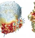 This image shows the extracted surfaces of two cancer cells. (Left) A lung cancer cell colored by actin intensity near the cell surface. Actin is a structural molecule that is integral to cell movement. (Right) A melanoma cell colored by PI3-kinase activity near the cell surface. PI3K is a signaling molecule that is key to many cell processes.