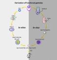 This graphical abstract shows how Zhou et al. generated haploid male gametes from mouse embryonic stem cells that can produce viable and fertile offspring, demonstrating functional reproduction of meiosis in vitro.