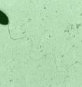Electron micrograph of the marine bacteria <em>Marinomonas mediterranea</em> is shown.
