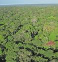 Pictures like this one, taken from special cameras installed on towers above the rainforest canopy, recorded the changes in hundreds of individual tree crowns over the seasons in three different forests across the central Amazon.