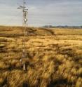 Kendall Grassland in southeastern Arizona is one of many sites in the research project.