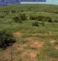 Summer in Kendall Grassland, where vegetation changes are tracked through the PhenoCam.