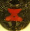 The black widow spider's telltale red hourglass-shaped mark appears brighter and more contrasting to birds than to insects, finds a new study. The red-and-black color combination sends a "beware!" signal to predators without scaring off their prey.