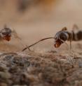 UC Riverside researchers found that adding ant phermones to bait reduces Argentine ant populations.