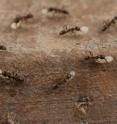 Argentine ants are a particular problem in California and the southeastern United States.