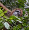 The Sumatran orangutans are threatened by the loss of their natural habitats.