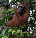 The Sumatran orangutans are threatened by the loss of their natural habitats.