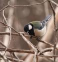 A new study, published in <i>Nature Communications</i>, show that Japanese great tits combine their calls using specific rules to communicate important compound messages.
