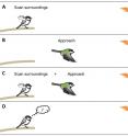 Using playback experiments, Dr. Suzuki and colleagues could demonstrate that ABC calls signifies "scan for danger", for example when encountering a perched predator, whereas D calls signify "come here", for example when discovering a new food source, or to recruit the partner to their nest box.