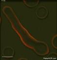 University of Edinburgh researchers have developed new imaging probes to light up specific parts of a cell in a matter of seconds. These pictures show the probes in action in fungal cells but they could also be used on human cells to detect the early warning signs of diseases such as cancer.