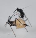 This picture shows hows the species <i>Dendrocerus carpenteri</i> (female laying an egg inside an aphid mummy that contains a parasitoid larva).