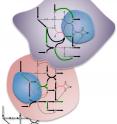 The same metabolic pathway can produce different results in different bodily tissues. A Rice University algorithm is designed to find those differences.