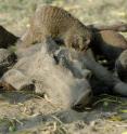 The warthog-mongoose encounter is a rare example of mammals exhibiting a symbiotic relationship called mutualism, where two animal species form a partnership with benefits for both groups.