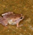 An adult female of the newly described frog <I>Microhyla laterite</I> that was first spotted in laterite habitats in and around the coastal town of Manipal, India.