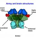 This is a diagram depicting the different sections of an ant's brain.
