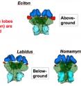 This is a diagram comparing the optical lobes in the brains of above and below-ground genera of army ants.