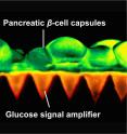 This is a close up of microneedles with beta cells.