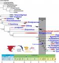 This is a tyrannosaur family tree.