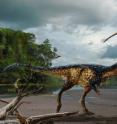 This is a life reconstruction of the new tyrannosaur <em>Timurlengia euotica</em> in its environment 90 million years ago. It is accompanied by two flying reptiles (<em>Azhdarcho longicollis</em>). The fossilized remains of a new horse-sized dinosaur, <em>Timurlengia euotica</em>, reveal how <em>Tyrannosaurus rex</em> and its close relatives became top predators, according to a new study published in the <em>Proceedings of the National Academy of Sciences</em>.