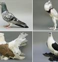 A collage of four breeds of pigeons shows two with scaled feet (top) and two with feathered feet, known as muffs (bottom). Top left is a racing homer. Top right is an English Pouter. Bottom left is an Indian fantail. Bottom right is a fairy swallow. Biologists at the University of Utah have shown how foot feathers develop in pigeon breeds in which a hindlimb development gene becomes less active and a forelimb or wing development gene becomes more active in the legs.