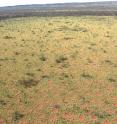This is an aerial view on the Australian fairy circles which spread homogeneously over the landscape.