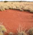 A large fairy circle with a hardened top-soil layer that prevents the growth of grass is shown. Australian fairy circles have mean diameters of 4 meters but some may exceed 7 meters.