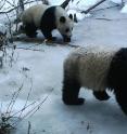 Mei Mei, a female panda fitted with a  GPS tracking collar, photographed with her cub in China's Wolong Nature Reserve.