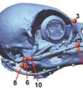 A 3-D reconstruction of the New Caledonian Crow skull with key measuring points.