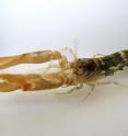 The snapping shrimp is the noisiest marine animal in coastal ecosystems facing silence.