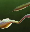 A reconstruction of the Tully Monster as it would have looked 300 million years ago.