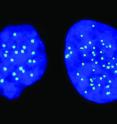 A haploid cell with 23 chromosomes (left), and a diploid cell with 46 chromosomes (right).&nbsp;