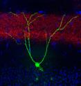This image depicts a single memory engram cell in the hippocampal dentate gyrus region of a mouse model of early Alzheimer's disease. To optically manipulate specific connections to these engram cells, a blue light-sensitive protein oChIEF was expressed in an upstream brain region, i.e., medial entorhinal cortical inputs (red) to the DG. The majority of DG granule cells were not active during engram labeling (blue, non-engram cells).