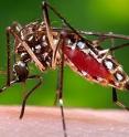This is an <em>Aedes aegypti</em> mosquito, carrier of the Zika virus from Africa to South and Central America.