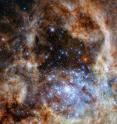 The image shows the central region of the Tarantula Nebula in the Large Magellanic Cloud. The young and dense star cluster R136 can be seen at the lower right of the image. This cluster contains hundreds of young blue stars, among them the most massive star detected in the Universe so far.

Using the NASA/ESA Hubble Space Telescope astronomers were able to study the central and most dense region of this cluster in detail. Here they found nine stars with more than 100 solar masses.