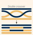 Genetic exchange occurs via crossing over or gene conversion.