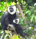 Black-and-white colobus includes several species of medium-sized monkeys found throughout equatorial Africa.