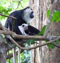Colobus babies are born pure white and their coat color changes to grey after a few weeks before turning black-and-white between two and five months.